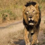 Gir national park