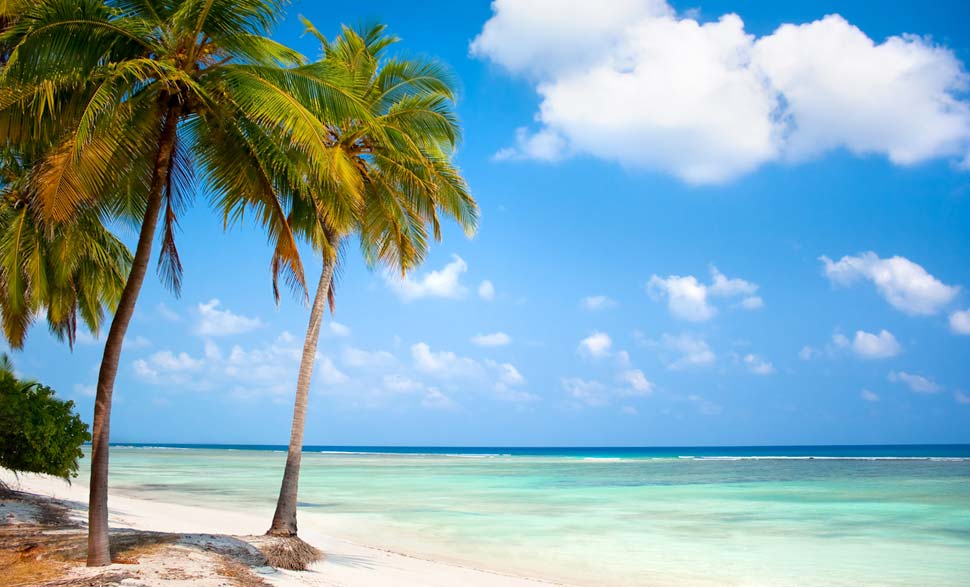 Beach with Coconut Tree at Thinnakara Island