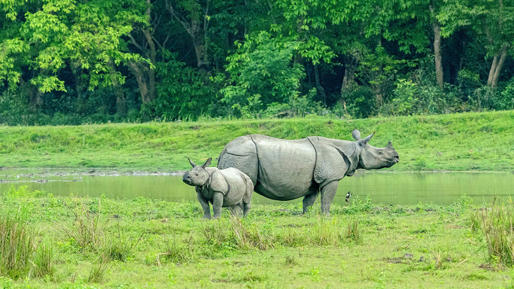 One horned rhino at Kaziranga National Park - National Parks of India