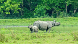 One horned rhino at Kaziranga National Park - National Parks of India