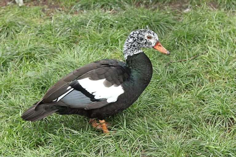 White winged wood duck