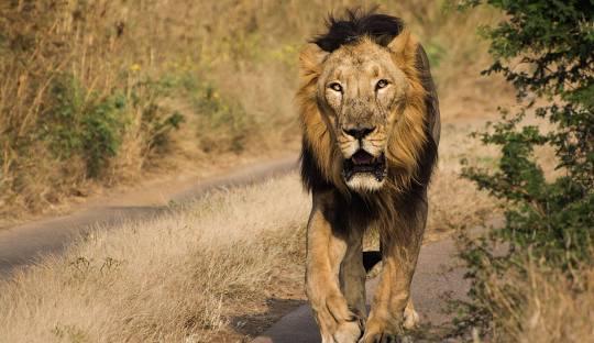 Asiatic lion in Gir National Park