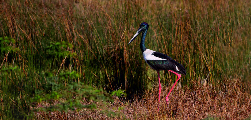 Khijadia Bird Sanctuary