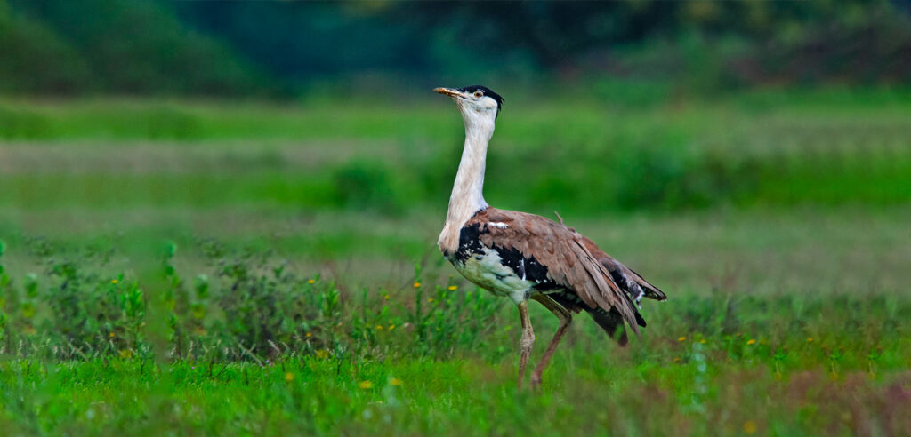 The Great indian Bustard Sanctuary