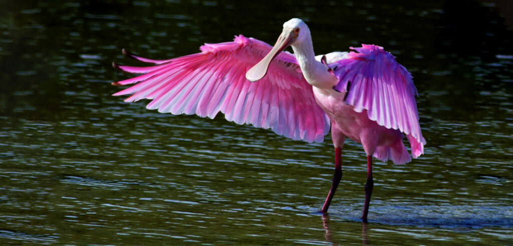 Thol lake Sanctuary