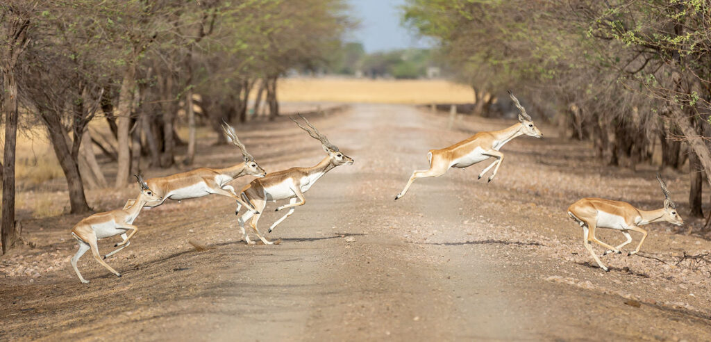 National Parks in Gujarat: Velavadar Blackbuck National Park