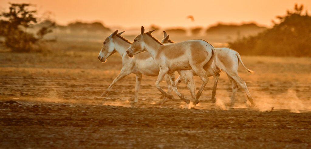 Wild Ass Sanctuary